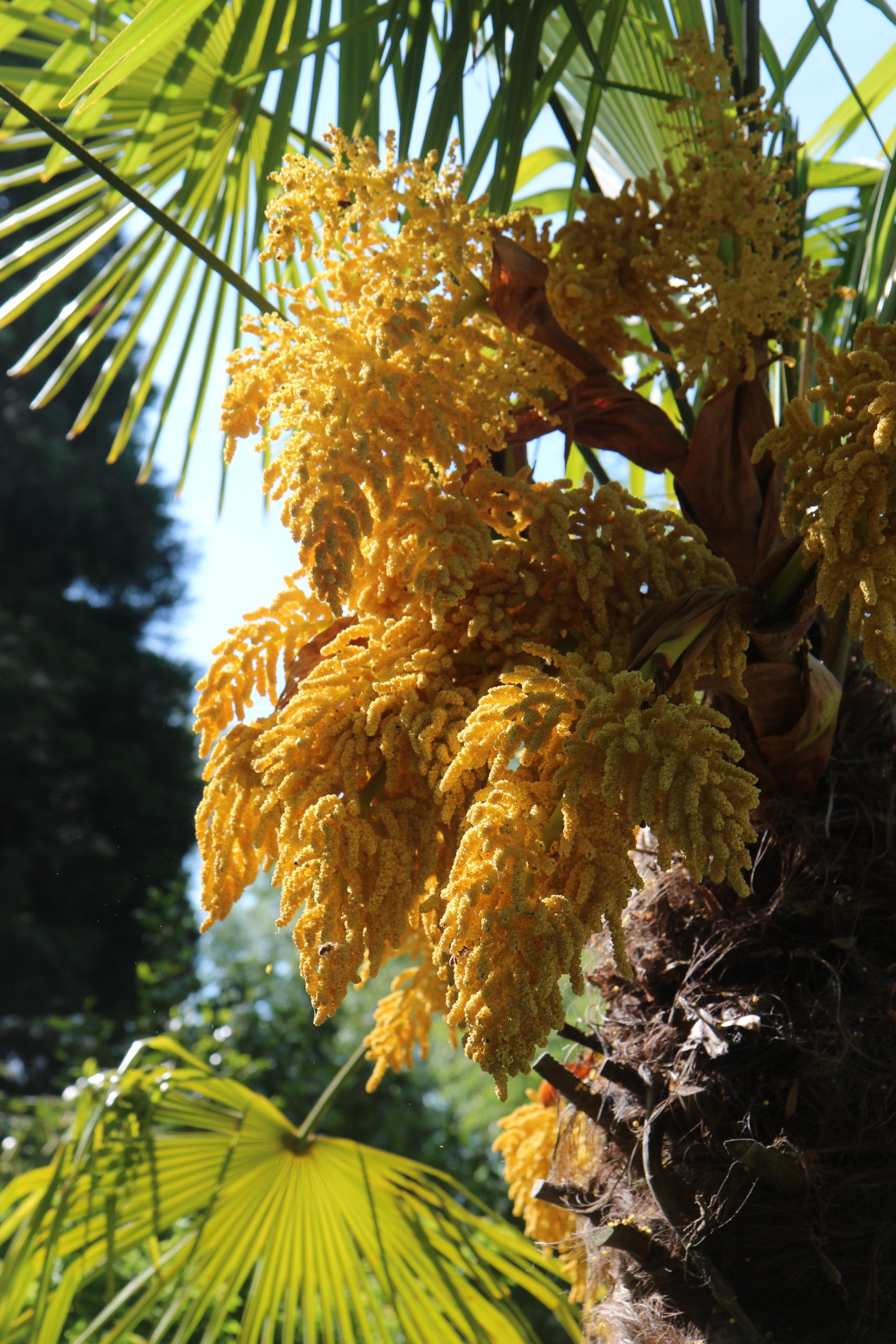 CELINE GENETIER Logo