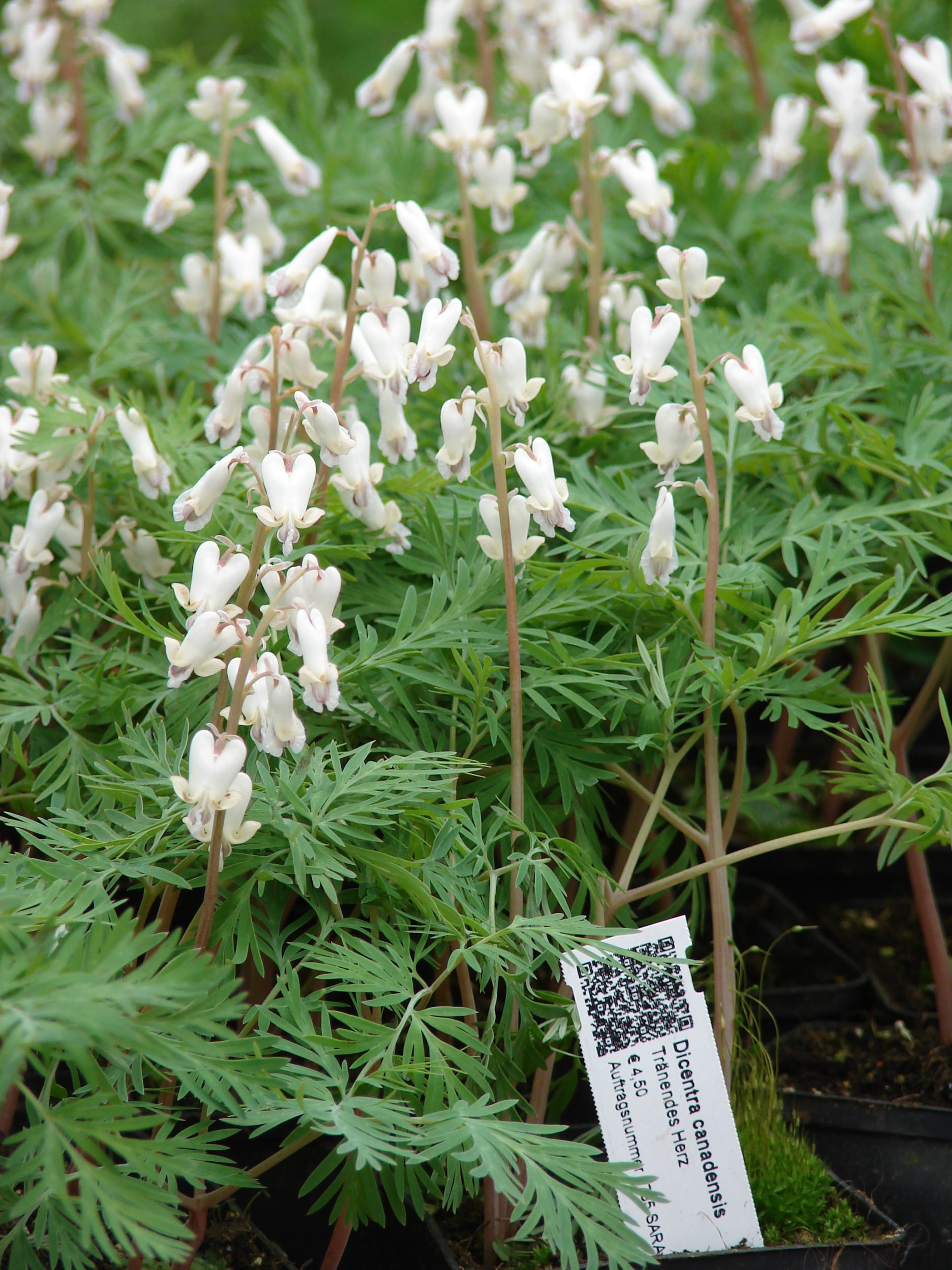 ARROSOIR ET PERSIL Logo