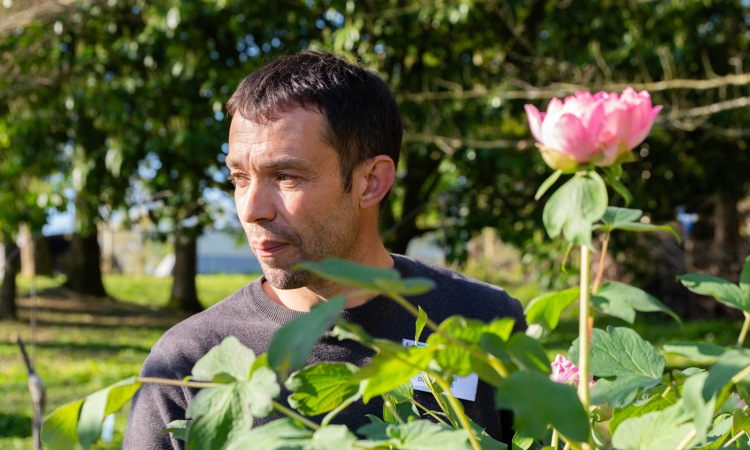 LES PIVOINES DE NICOLAS Logo